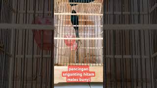 Download lagu pancingan srigunting hitam macet bunyi #srigunting mp3