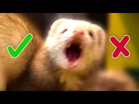 ⚠️Ferrets As Pets? The PROS & CONS