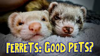 ⚠️Ferrets As Pets The PROS & CONS