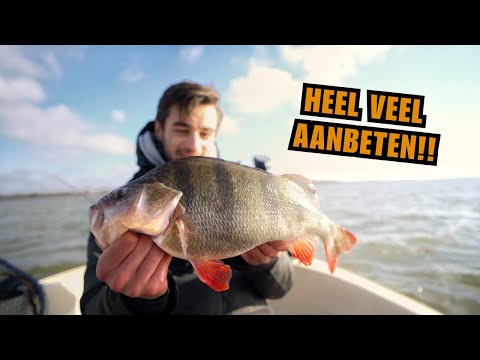 ZO EEN GROTE BAARS HEB IK NOG NOOIT GEVANGEN! - Vissen met Hugo vanaf de boot!