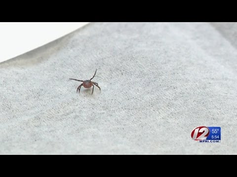 Scientists Notice Link Between Ticks, Humidity