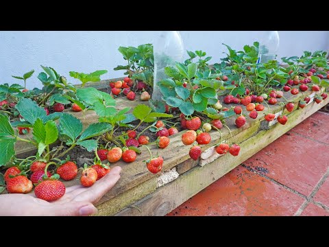 Recycle pallets to grow strawberries for family lots of fruit and easy to make
