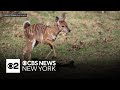 New Baby Animals Now At Bronx Zoo