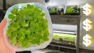 how I make money selling Water Lettuce | 20 gallon PROFIT TANK | Breeding Mystery Snails |