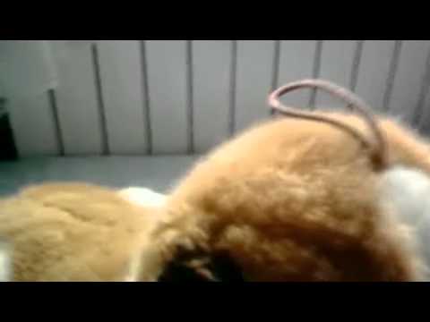 Najarane gimbusy palą pluszowego miśka!