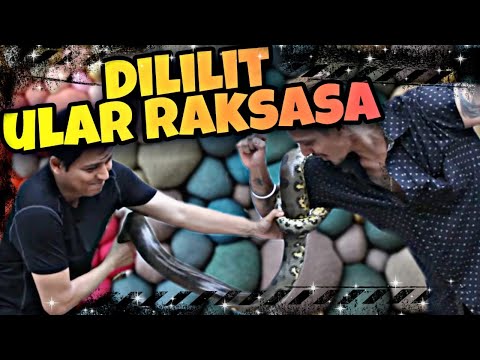 kaget-dililit-ular-raksasa-milik-lucky-hakim-ternyata-piara-ikan-arwana-asal-indonesia-harus-izin