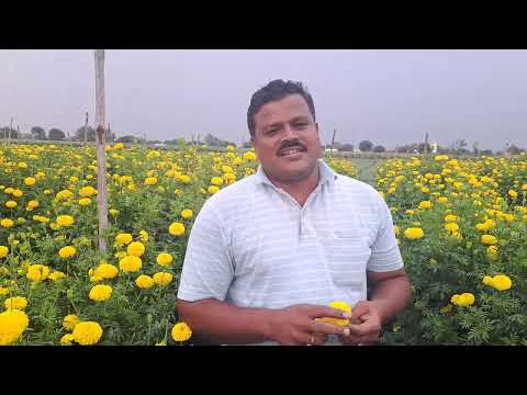 जास्त उत्पादन देणारा झेंडू पिक कल्प येलो टॉल कल्पवृक्ष चा कल्प येलो टॉल - भास्कर तांबे.