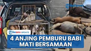 Nasib 4 Anjing Pemburu Babi yang Serang Bocah hingga Tewas di Bogor, Polisi: Mati Bersamaan