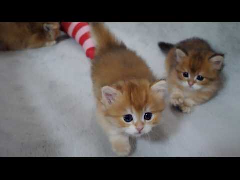 YouTube 썸네일