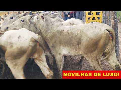 FEIRA DO GADO NO BOLA EM PANELAS-PE   26-04-2026  #nordeste