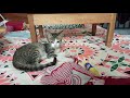 Kitten Playing Alone With A Glue Stick Kittenplaying Kitten Strippedkitten Catplaying Kitty