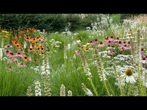 Sonnenhut Pflanze ! Echinacea - mit diesem Trick habt ihr länger tolle Blüten im Garten !