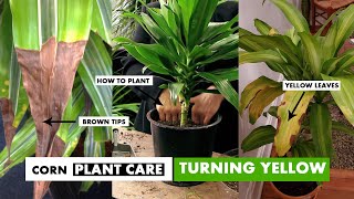 How to care for Corn Plants | Corn plant care brown leaves
