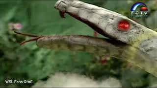 Download lagu nostalgia white snake legend versi dubbing SCTV 1994 mp3