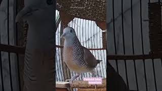 Download lagu Masteran suara burung perkutut lokal alam - perkutut kac2845 mp3