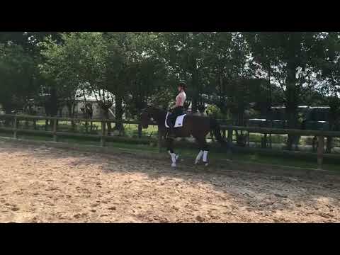 5 yrs old green dressage gelding by : Bretton-Woods x Olivi !