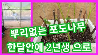 뿌리없는 포도나무 1달안에 2년생 으로~포도나무 삽목키우기,가지치기,순따기,샤인머스켓,루비로망,주말농장,텃밭…
