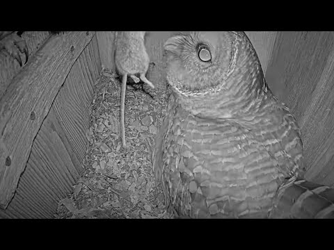 Male Barred Owl Delivers A Rodent Snack To Incubating Female – March 6, 2025