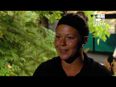 Fridays at Findlay | Fiona the Baby Hippo