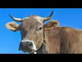 Cow Sound Effect Moo (10Hours)