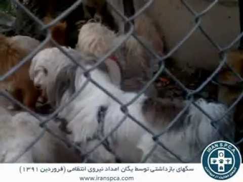 Pet Dogs Behind Bars in Iran