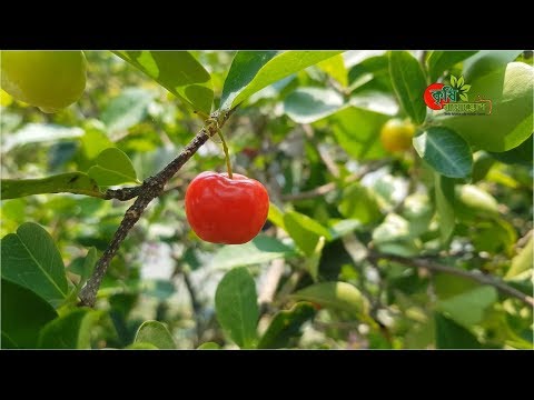 আসল চেরি(cherry) ফল চাষ বাংলাদেশে- রঙ আর চিনি মেশানো করমচা কিন্তু চেরি না