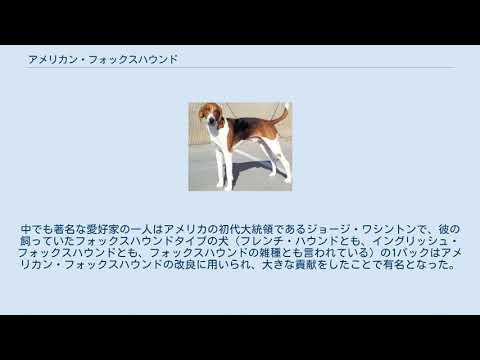 アメリカンフォックスハウンド