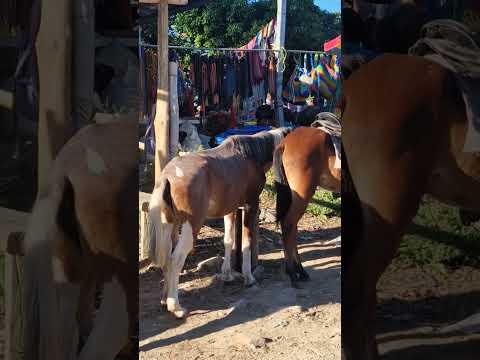 tiangue de San Rafael Cedros, Cuscatlán, sábado 29 de noviembre 2025