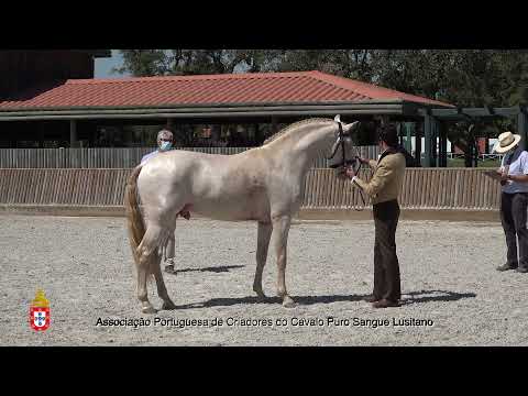 210717 21 Manolete - Aprovação de Garanhões
