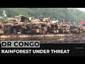 Congo Rainforest In Peril Logging Endangers Vital Ecosystem
