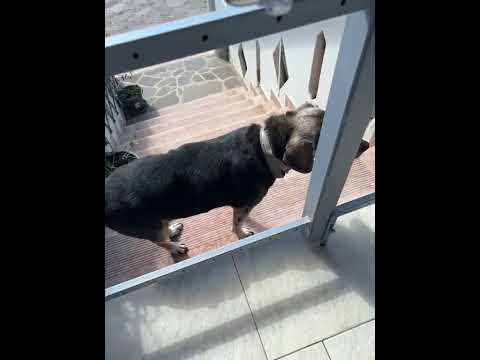 IL CANE VEDE IL CANCELLO CHIUSO ANCHE SE E’ APERTO E GUARDATE CHE FA!! #perte #neiperte #storytime