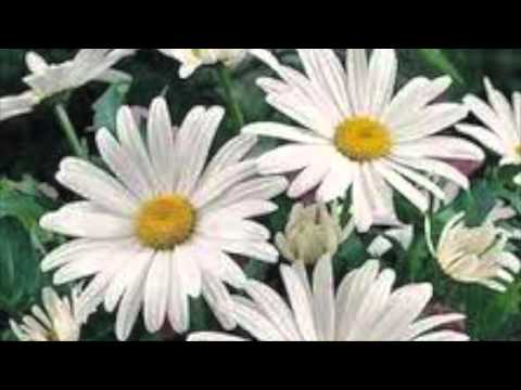 download lagu mp3 mp4 Shasta Daisy Crazy Daisy How To Care For, download lagu Shasta Daisy Crazy Daisy How To Care For gratis, unduh video klip Shasta Daisy Crazy Daisy How To Care For