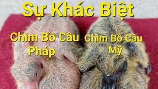 Nuôi chim bồ câu #chănnuôi #chimbocau #kinhtevietnam