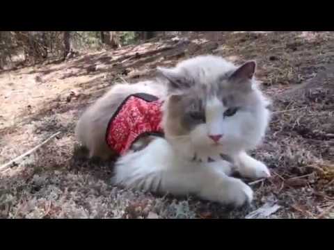 Milu the Ragdoll cat's first walk