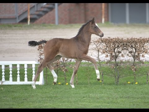 Holsteiner Fohlenauktion im Juni - Nr. 6 v. Casall - Leandro