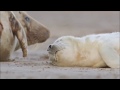 Blue Planet II Final Episode