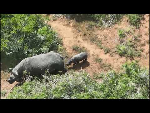 Amakhala Welcomes Its First Black Rhino Calf: A Milestone for Conservation
