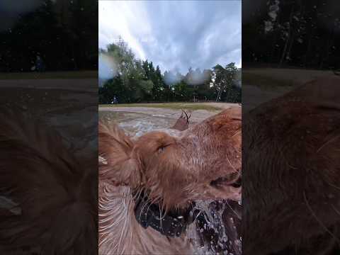 I'm Speeeed🔉⚡️ #cockerspaniel #dogcamera #funnydogs #insta360 #insta360dogmode #dog