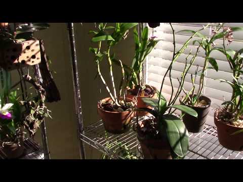 Orchids......quick indoor update