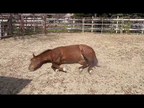 Happy dragon - Poco Peties Clue AQHA gelding