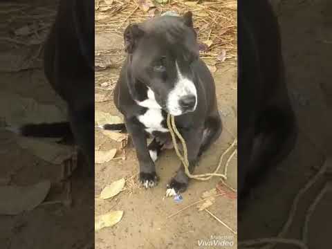 most dangerous pitbull