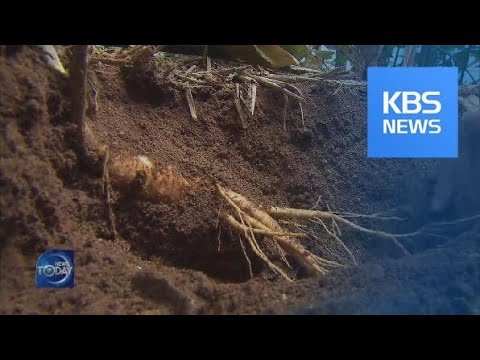 Phát triển và nhân giống nhân sâm tại Hàn Quốc 