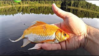 Giant Goldfish Catches 17 lb Bass!! (State Record)