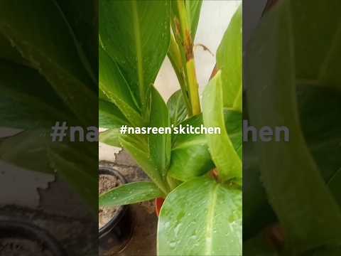 #nasreen'skitchen #food #gardening #livegreenandloveyourgreens #nasreenkitchen