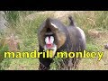 ALPHABET Animals PHONICS For Kids ABC Nursery Rhyme Part 2