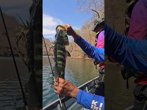 BARRAGEM DE BURITINOPOLIS GOIÁS PESCARIA DE TUCUNARÉ #lago #pescaria #peixe