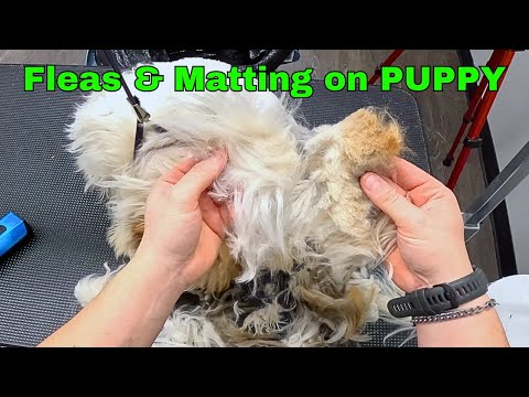 5 Month Old Puppy Covered in Matting & Fleas FREE GROOM