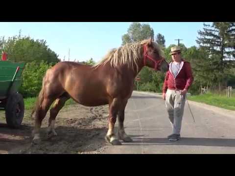 Caii lui Marius de la Craidorolt, Satu Mare - 2019 Nou!!!