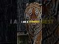 Wolf Never Perform In Circus Status Motivation Shorts Quotes Attitude Motive