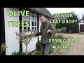 Olive Tree Care | Winter Leaf Drop, Spring Time Update and Care Tips.